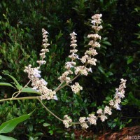 Vitex negundo L.